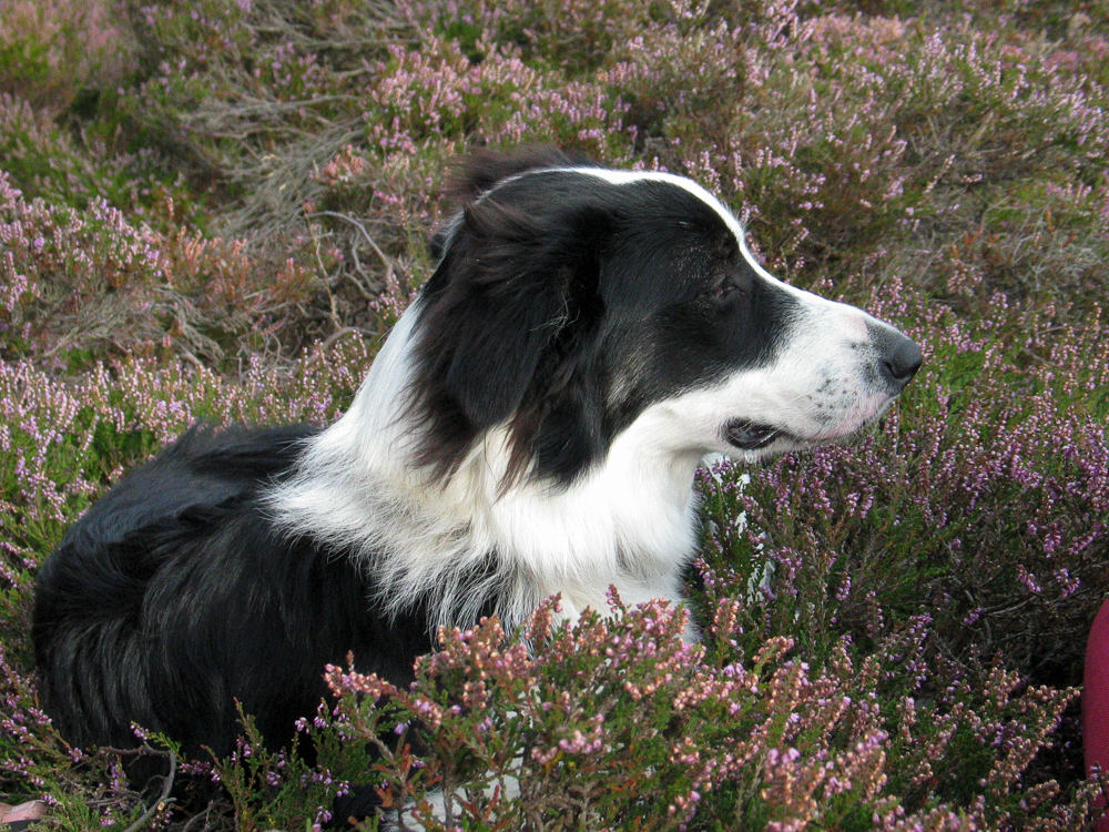 Daisy, a Border Collie