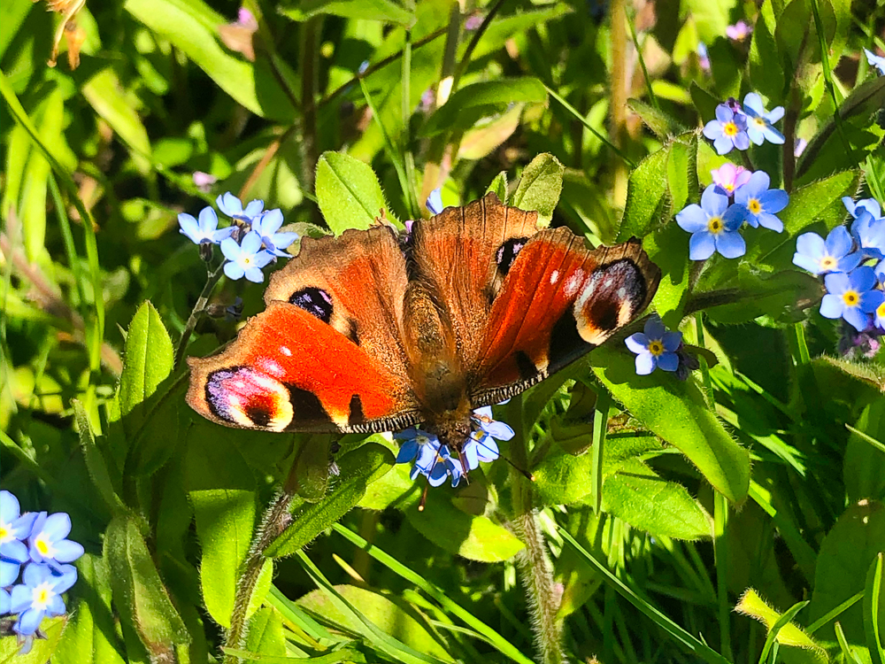 Peacock butterfly