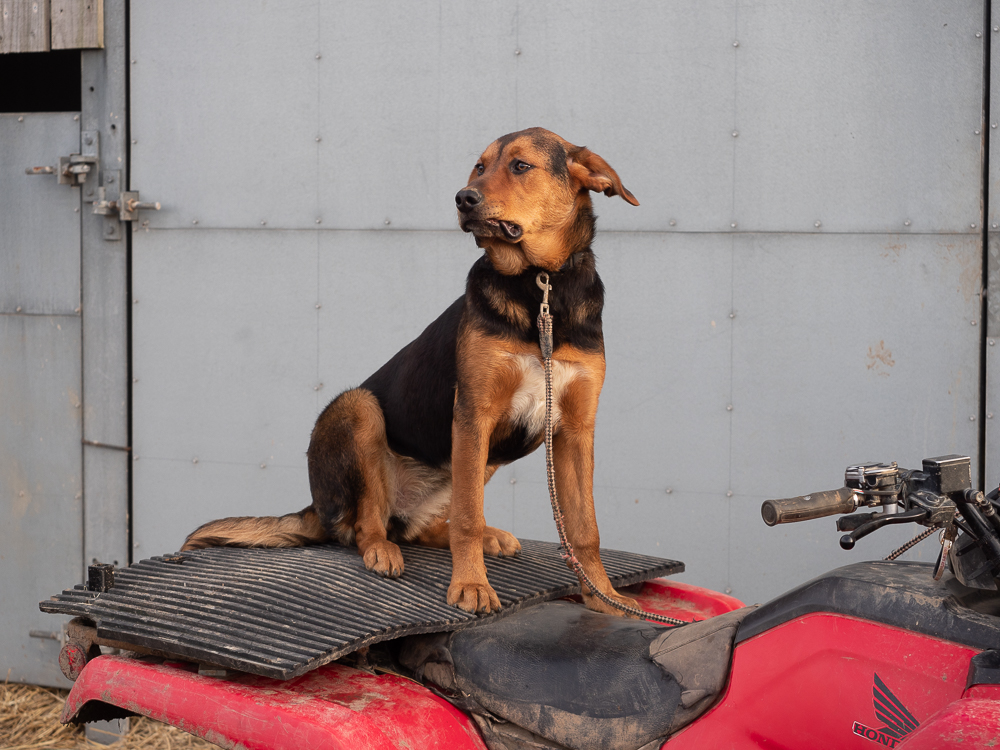 Jess - a NZ Huntaway farm dog at Treginnis, Pembs