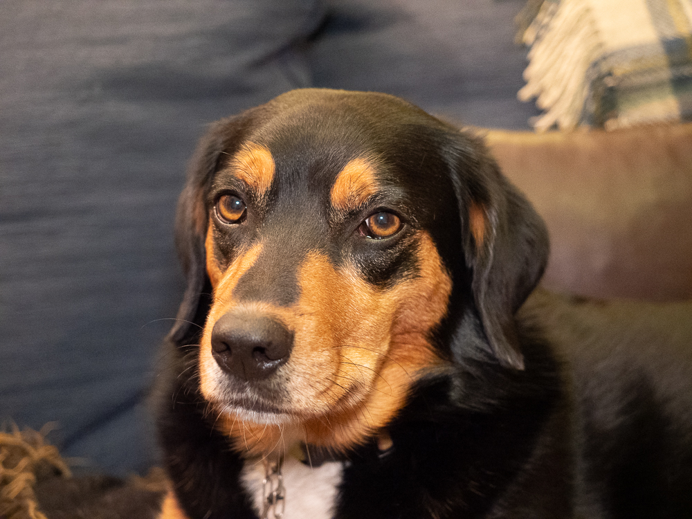 Peggy Dog chilling out